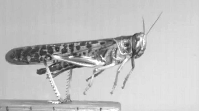 Locust (c) Greg Sutton/University of Bristol