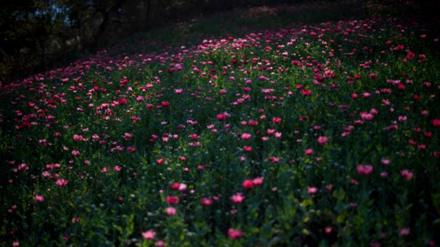 Amapola