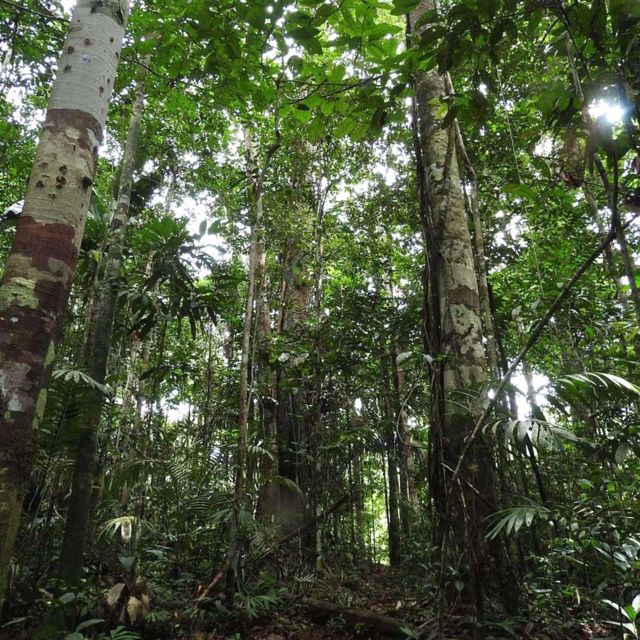 Floresta amazônica