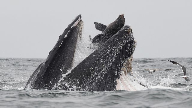 クジラがトドを丸飲みに 米カリフォルニアで撮影 cニュース
