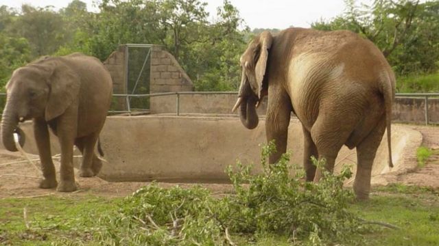 Elephants wey dey waka for di zoo.