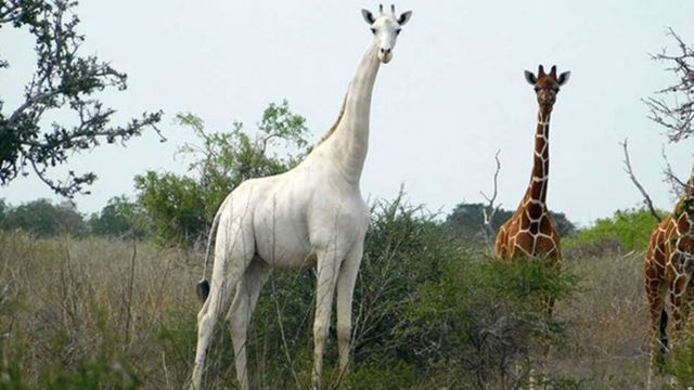 World's only known white giraffe fitted with tracker to deter poachers - BBC News