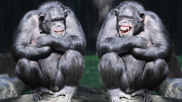 İki gülen şempanze