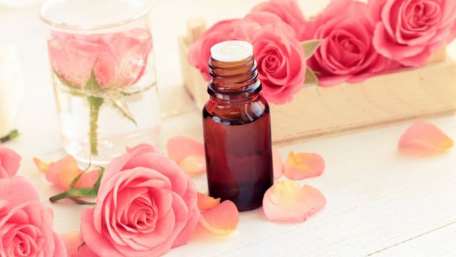 Pink fresh rose flowers and petals, and an essential oil in dark glass bottle.