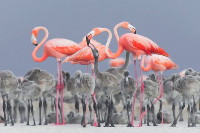 Flamingos feed their chicks