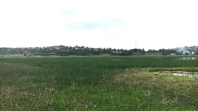 lake haramaya