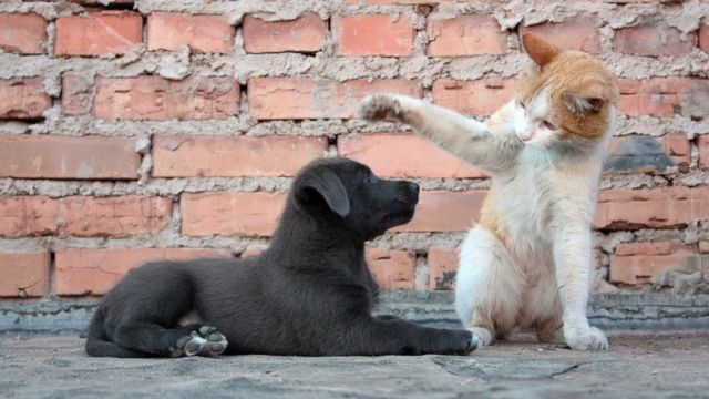 Cão e gato brincando