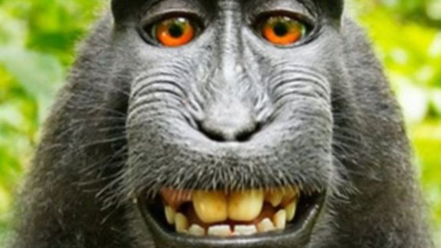 Monkey, Naruto di macaque