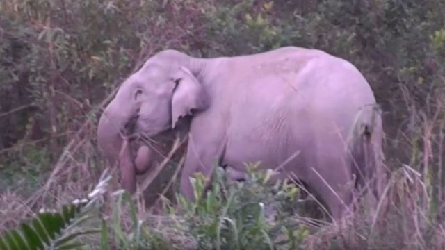 A mother elephant dragging her dead baby trunk