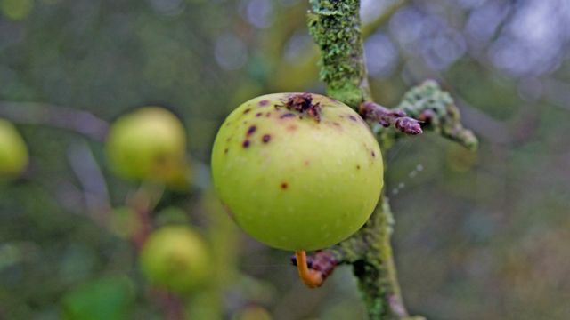 Яблоко на ветке в Вустершире.