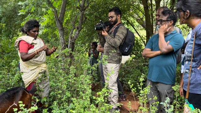 மஞ்சள் எறும்புகள்