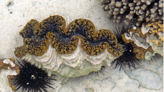clam