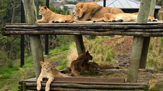 Five cubs pictured close to their father at Taronga Zoo