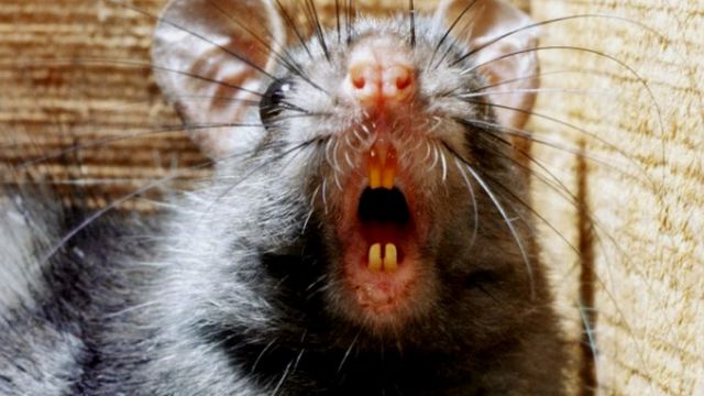 Rato preto da espécie Rattus rattus