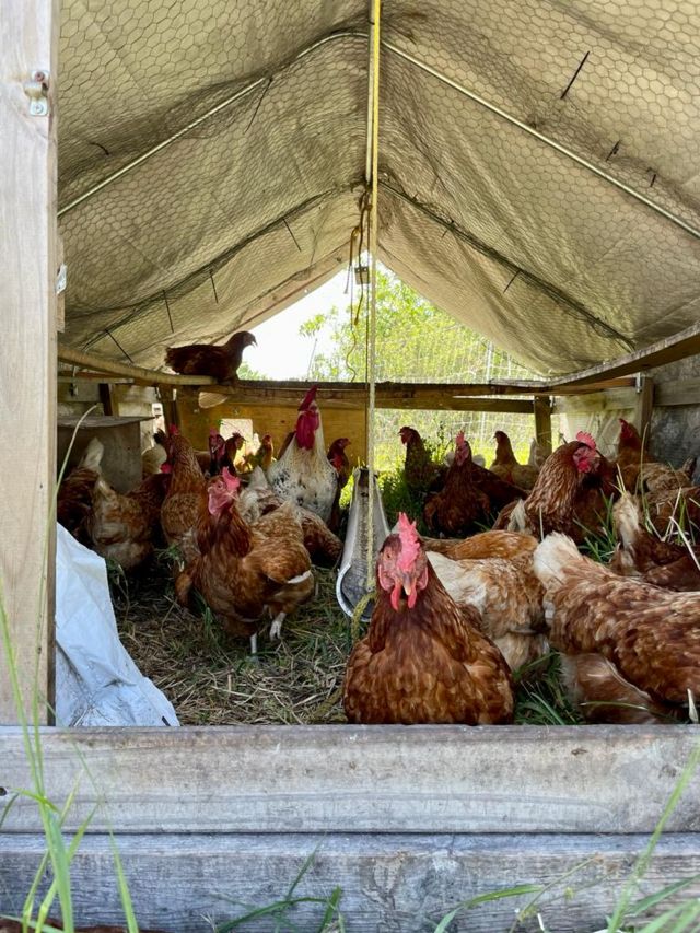 Galpão na granja de Guillermo Guerra, onde as galinhas são criadas no pasto