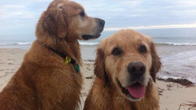 Vegan köpekler Darcy ve Emilie