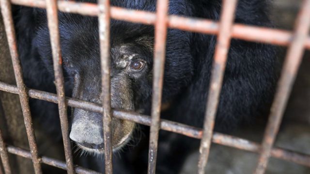 Giải cứu 9 con gấu sau hơn 17 năm nuôi nhốt ở Bình Dương - BBC News ...