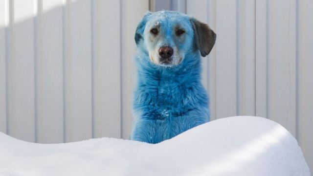 Blue-coated dog at vets' in Nizhny Novgorod, Russia, 19 Feb 21