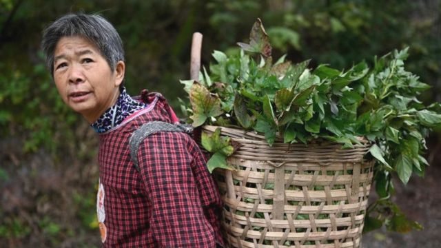 Chinese farmer carrying basket of vegetables on back