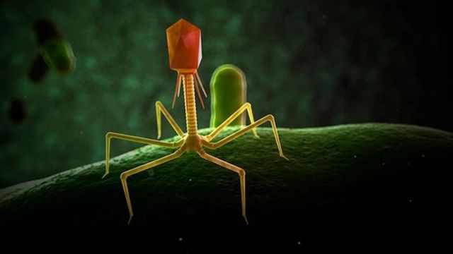 Ilustración de un bacteriófago.
