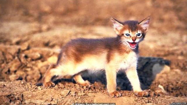 बिल्ली म्याऊं-म्याऊं क्यों करती है? - BBC News हिंदी बिल्ली म्याऊं-म्याऊं क्यों करती है? - BBC News हिंदी