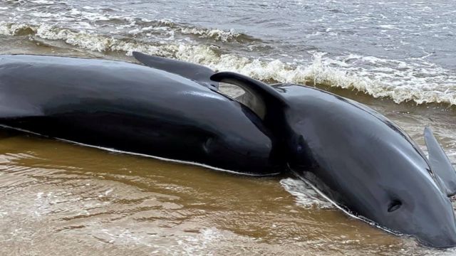 豪タスマニアで打ち上げられたクジラ 470頭に 別の群れ発見 cニュース