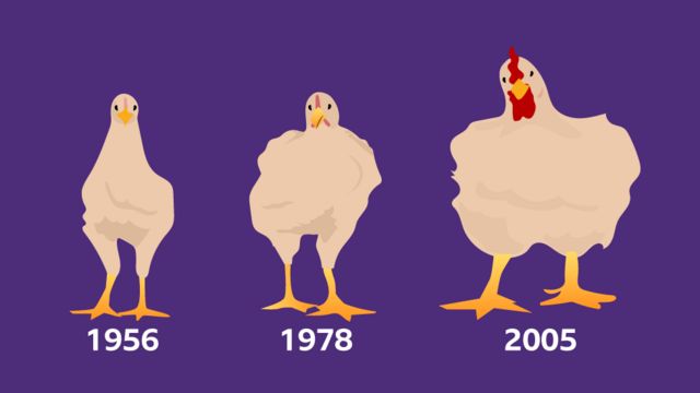 Ilustração comparando o crescimento de frangos de corte de 1956, 1978 e 2005