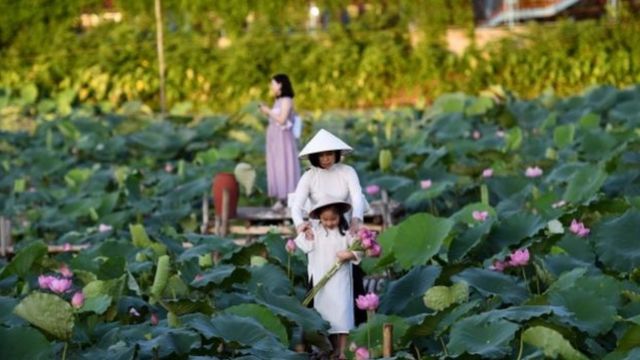 A lotus pond in Hanoi