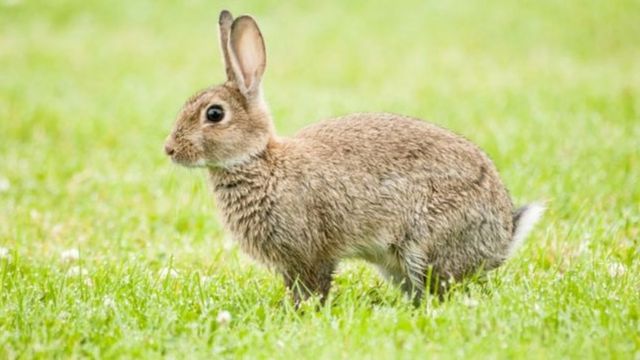 С помощью вирусов с кроликами в стране борются вот уже 20 лет