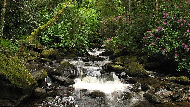 Wild rhododendrons surround Torc waterfall in Killarney National Park