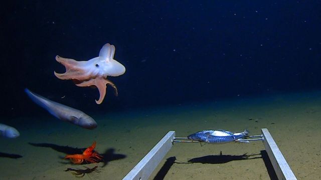 Фото осьминога живого большого в море