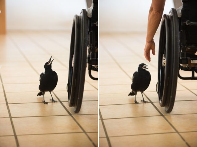 Pingüino al lado de silla de ruedas