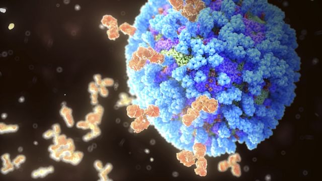 Anticorpos atacando o vírus da gripe
