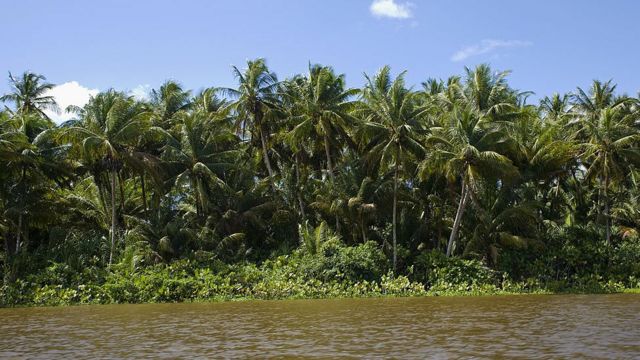 Afluentes do rio Orinoco no estado venezuelano de Delta Amacuro