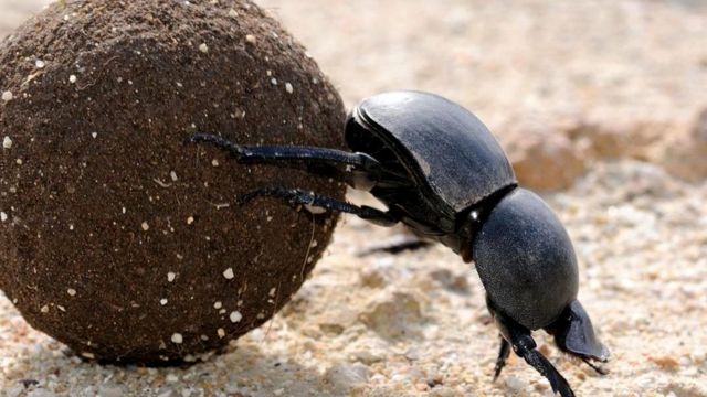 Вся правда о жуках-навозниках: они спасают мир - BBC News Русская служба