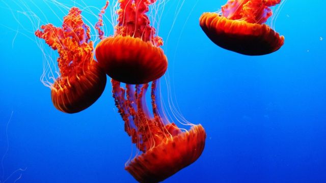 Medusas