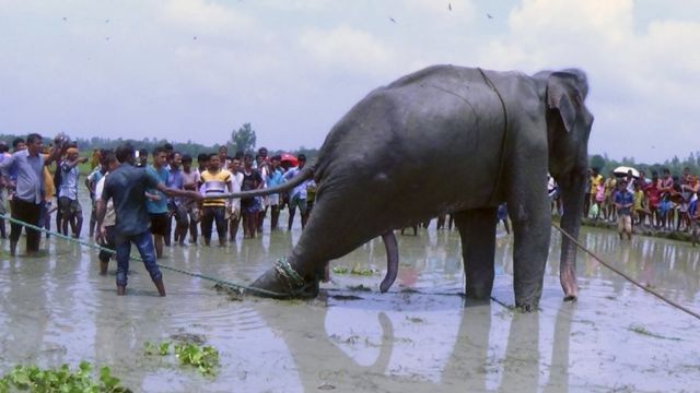 crowds pulling on an elephant with ropes in floodwater, 16 August 2016