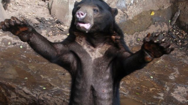  Bantulah beruang  madu  yang menderita karena selfie 
