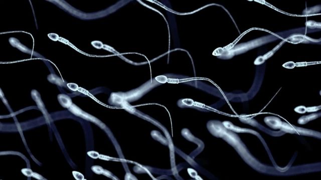 விந்தணு