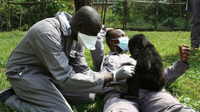 Gorila bebé con dos cuidadores