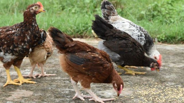 মাল্টি কালার টেবিল চিকেন।