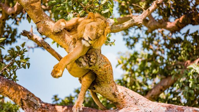 퀸 엘리자베스 국립공원의 사자들은 나무 위에 오르는 독특한 능력으로 인기가 많았다