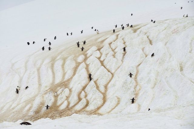 Penguins walking along a ice