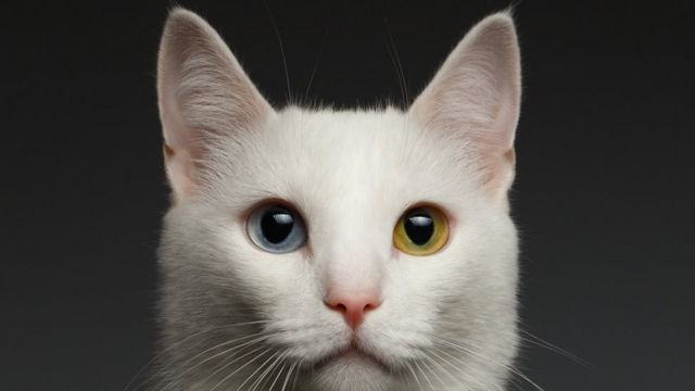 Gato con ojos de dos colores