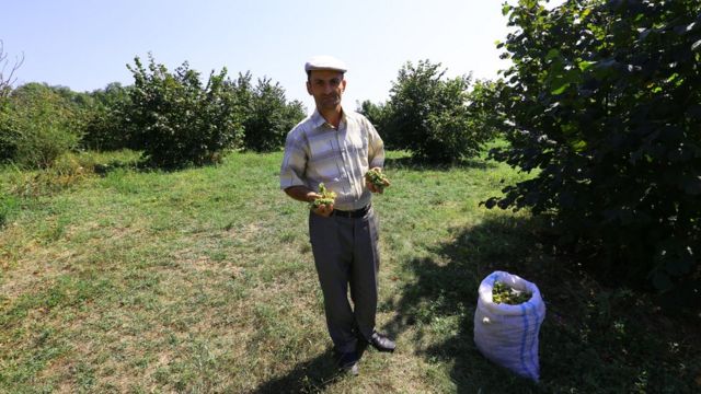 Fındıqçılıq