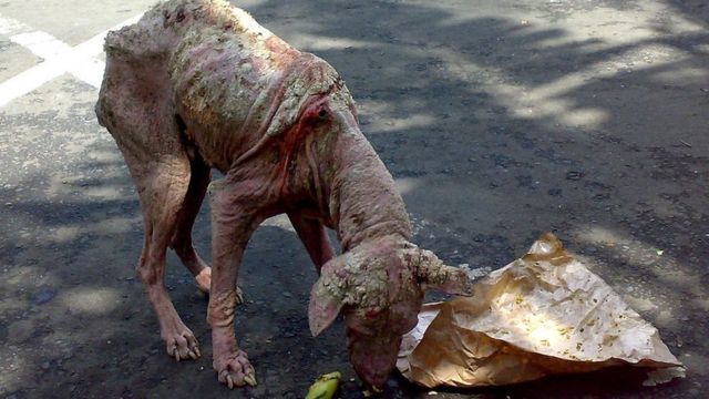 Os monstros de 'Guerra nas Estrelas' parecidos com animais da vida real -  BBC News Brasil