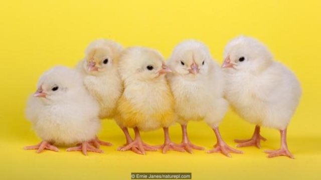 80 Koleksi Gambar Binatang Anak Ayam HD Terbaru