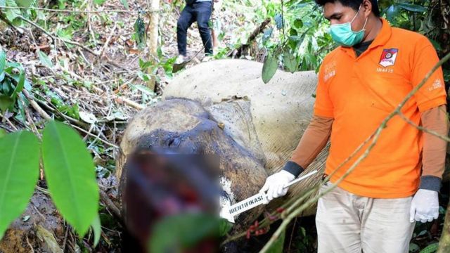 Semasa hidupnya, Bunta banyak membantu BKSDA Aceh menggiring gajah luar yang berkonflik di berbagai tempat.