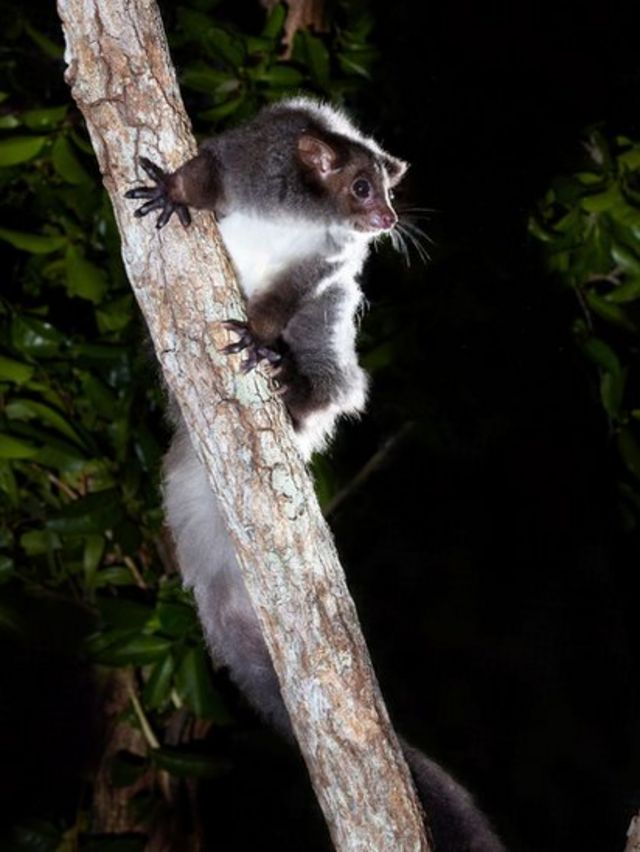 O desafio de se preservar marsupial 'fofo' e misterioso descoberto na  Austrália - BBC News Brasil