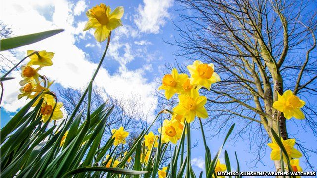 Daffodils under sunny skies